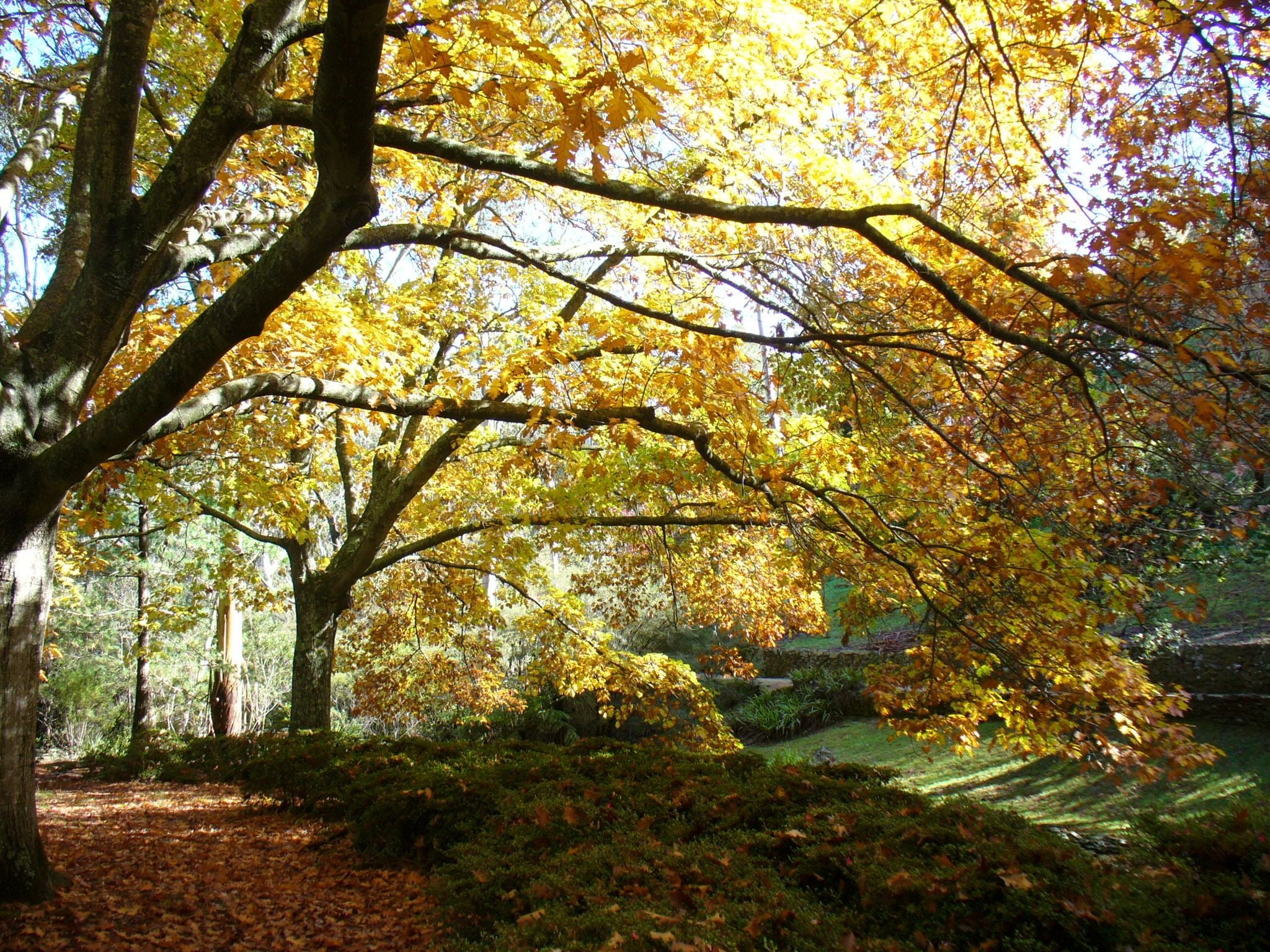 Connect Coaches Garden Tours Image -62b992663fcea